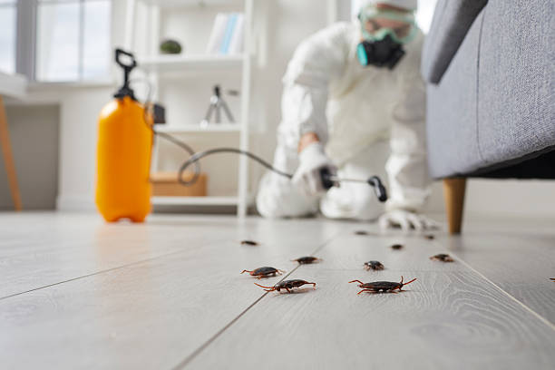 Post-Treatment Bed Bug Interceptor Monitoring in Stillman Valley